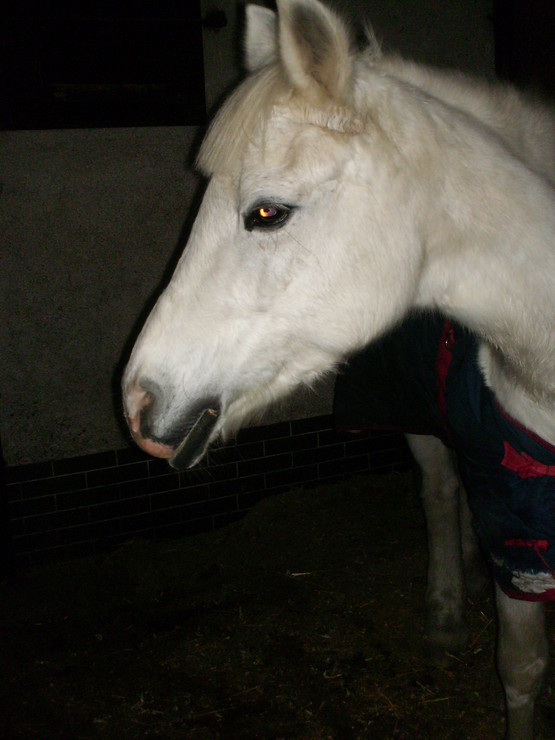 pony