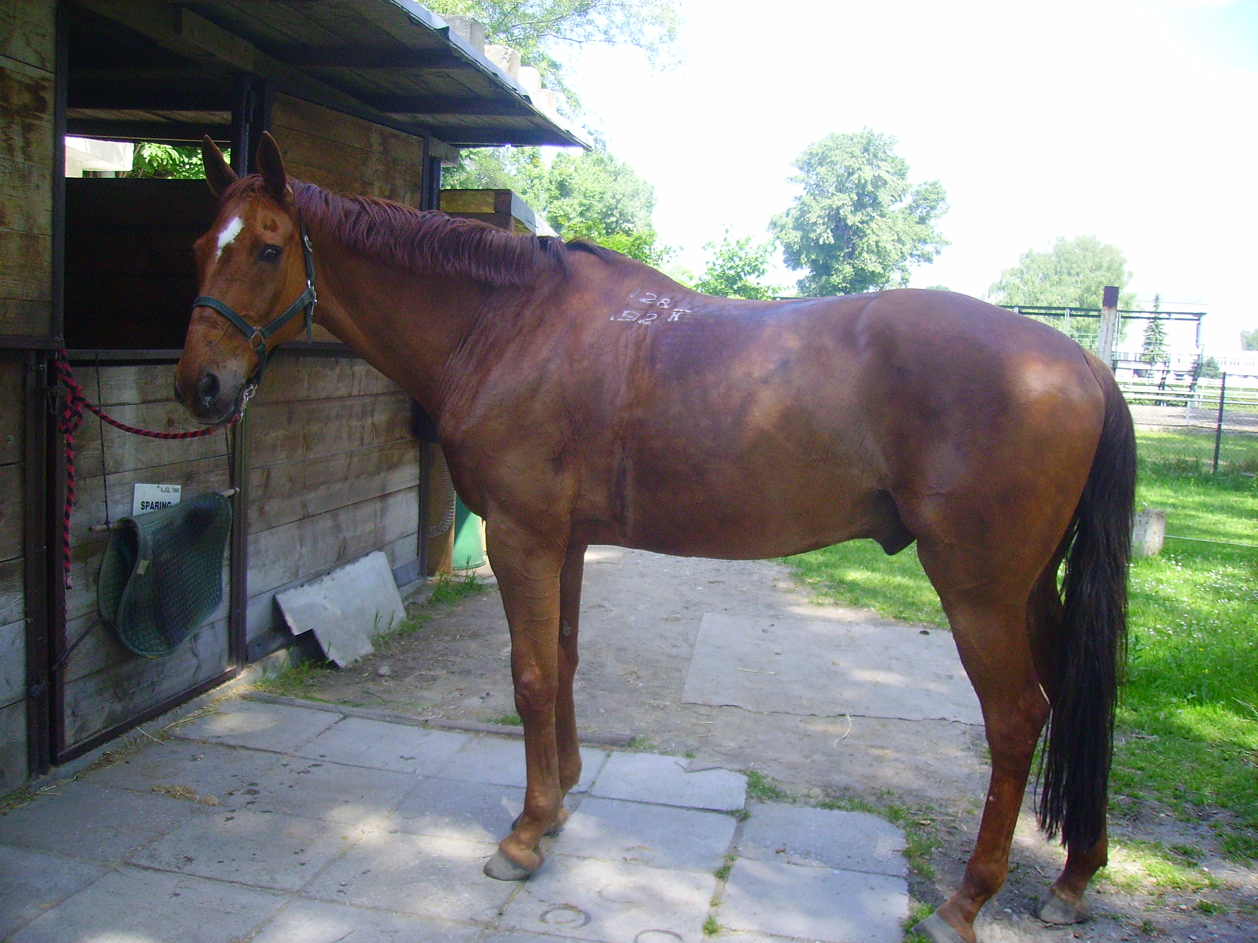 konik